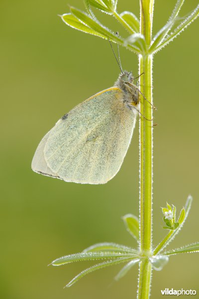 Groot koolwitje op kleefkruid