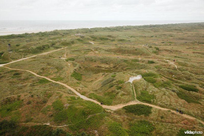 Begroeide duinen