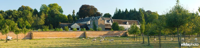 Begraasde boomgaard