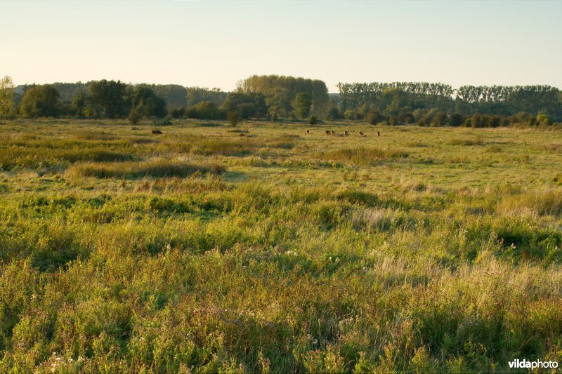 Verruigde graslanden