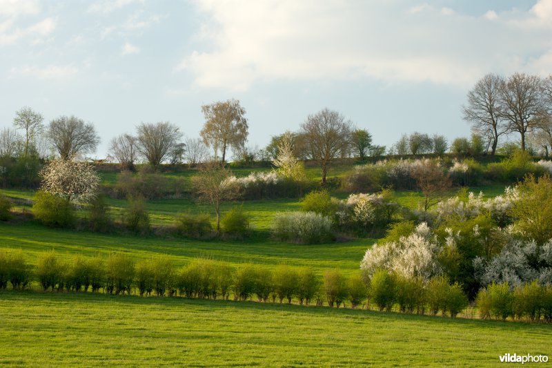 Haagjes in een bocagelandschap