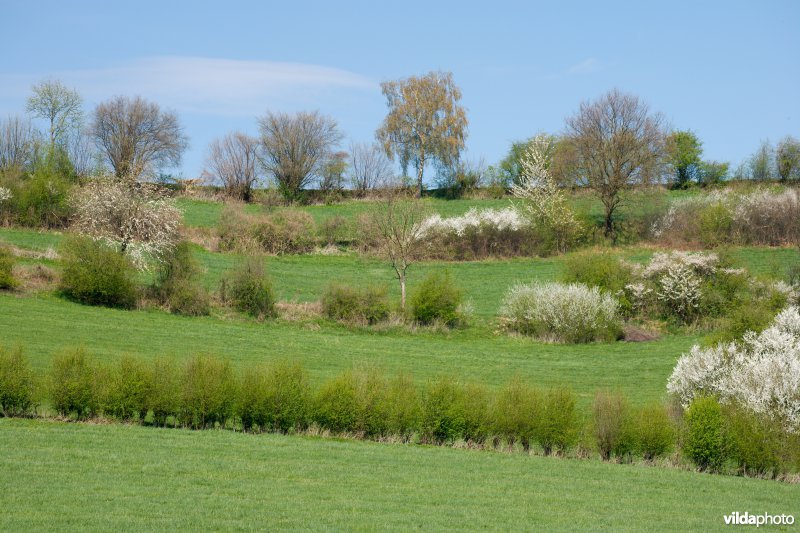 Haagjes in een bocagelandschap