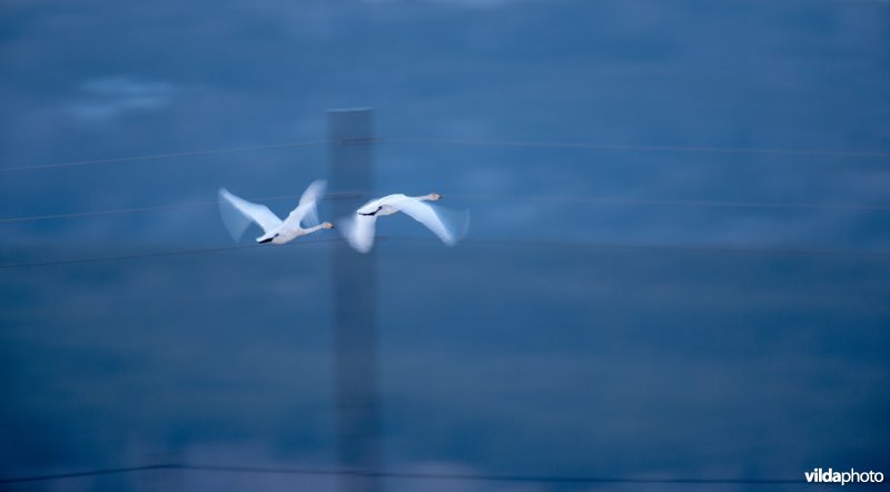 Wilde zwanen vliegen langs electriciteitsdraden