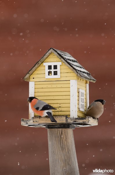 Vogels bezoeken een voederhuisje met vogelvoer