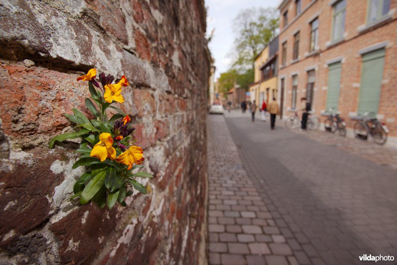 Muurbloem op een stadsmuur