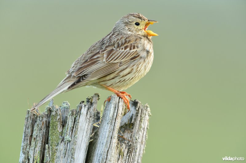 Zingende Grauwe gors