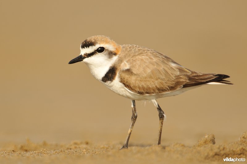 Mannetje Strandplevier