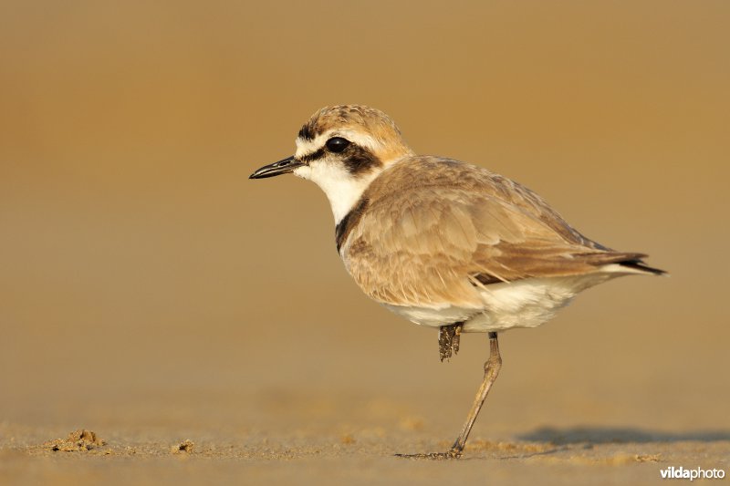 Strandplevier
