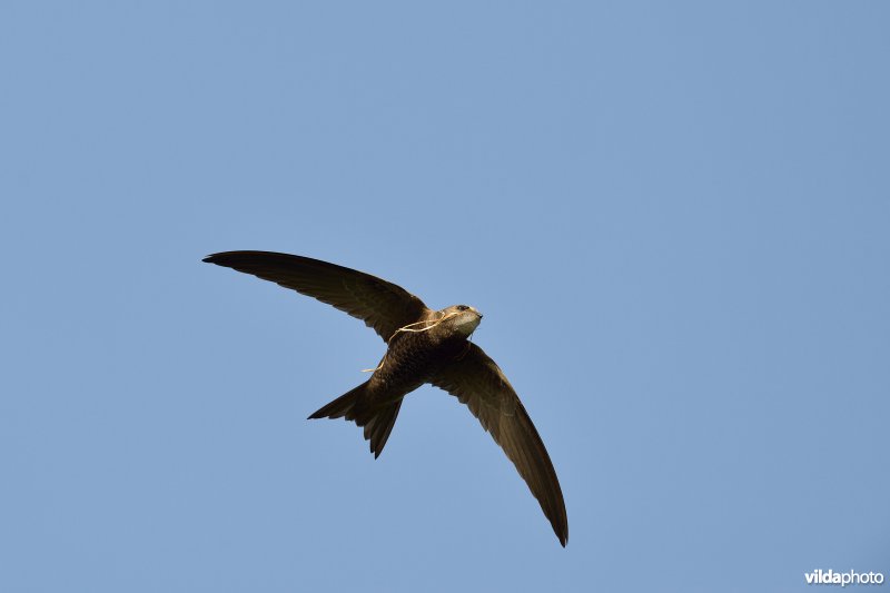 Vliegende Gierzwaluw met nestmateriaal