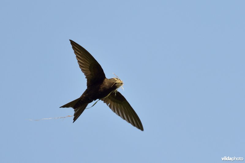 Vliegende Gierzwaluw met nestmateriaal