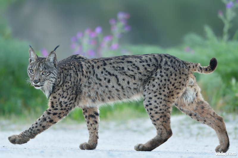 Iberische lynx