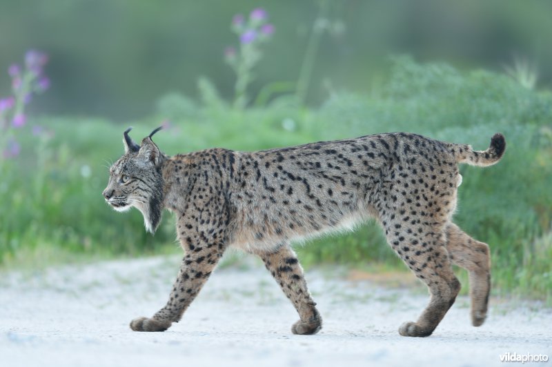 Iberische lynx