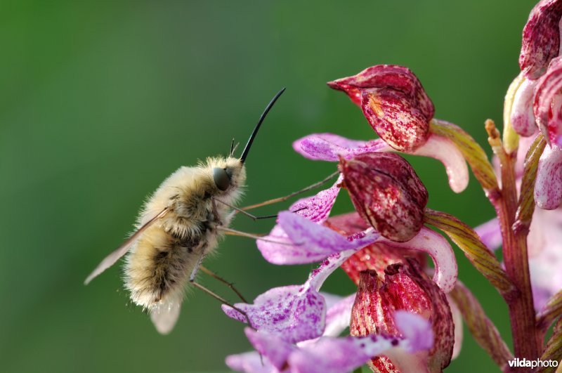 Wolzwever op purperorchis