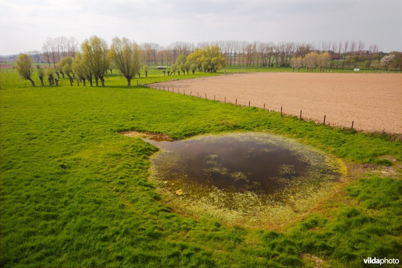 Poel met knotwilgen