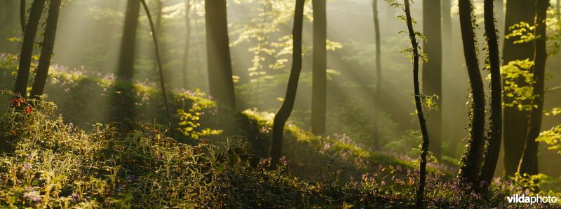 Ochtend in een lentebos
