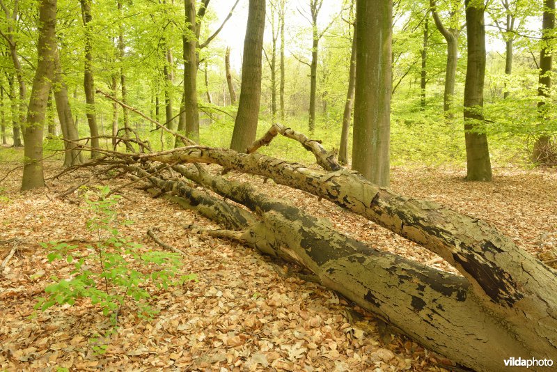 Het Cruysveld