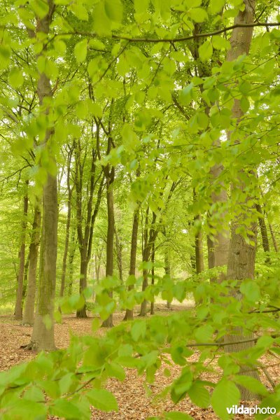 Het Cruysveld