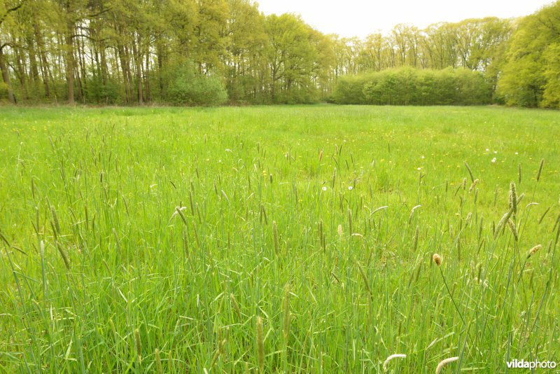 Hooiland in het Cruysveld