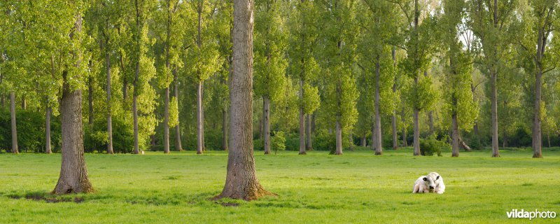 Populierenrijen in de Getevallei