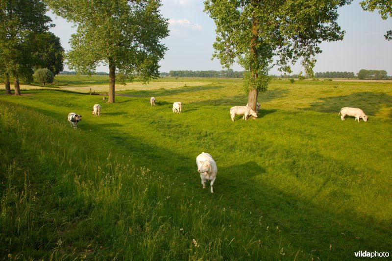 Graslanden in de Maasvallei