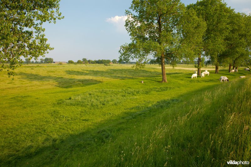 Graslanden in de Maasvallei