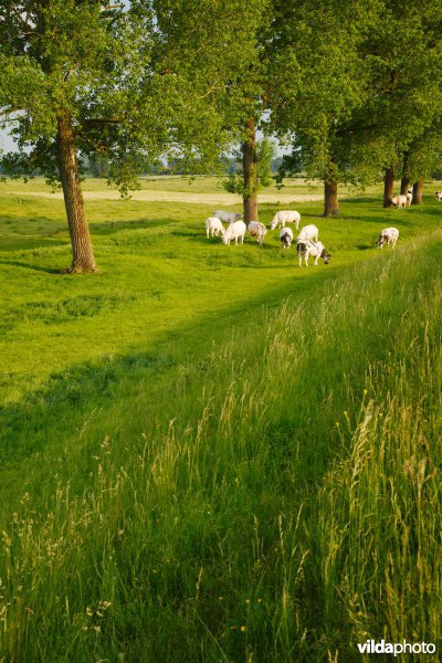 Graslanden in de Maasvallei
