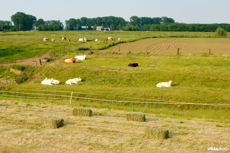 Graslanden in de Maasvallei