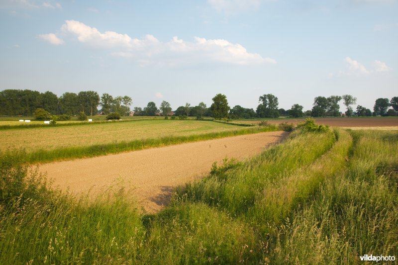Landbouwbeeld uit de Maasvallei