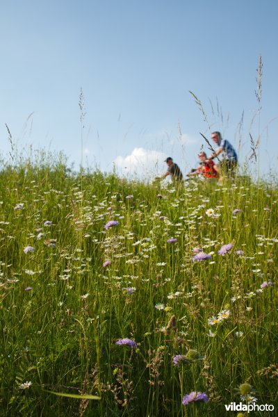 Bloemrijk grasland in de maasvallei