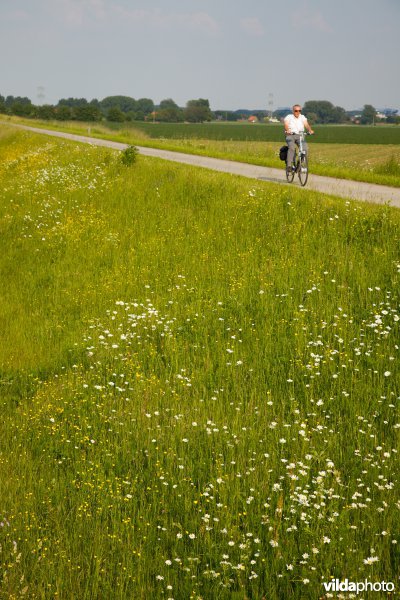 Bloemrijk grasland in de maasvallei