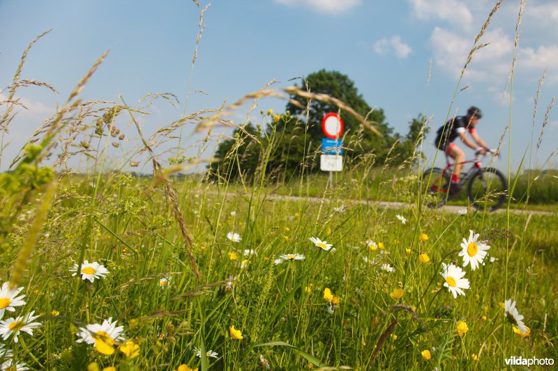 Bloemrijk grasland in de maasvallei
