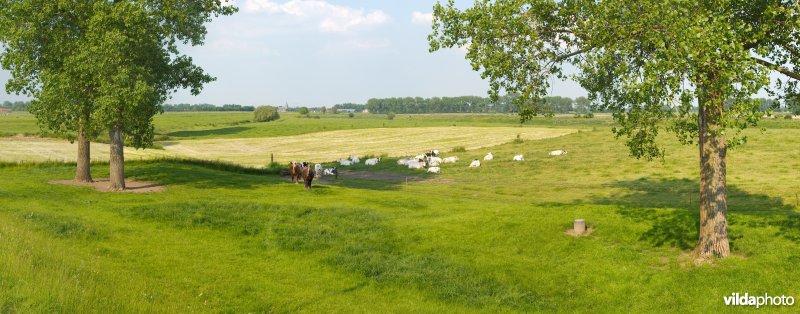 Graslanden in de Maasvallei