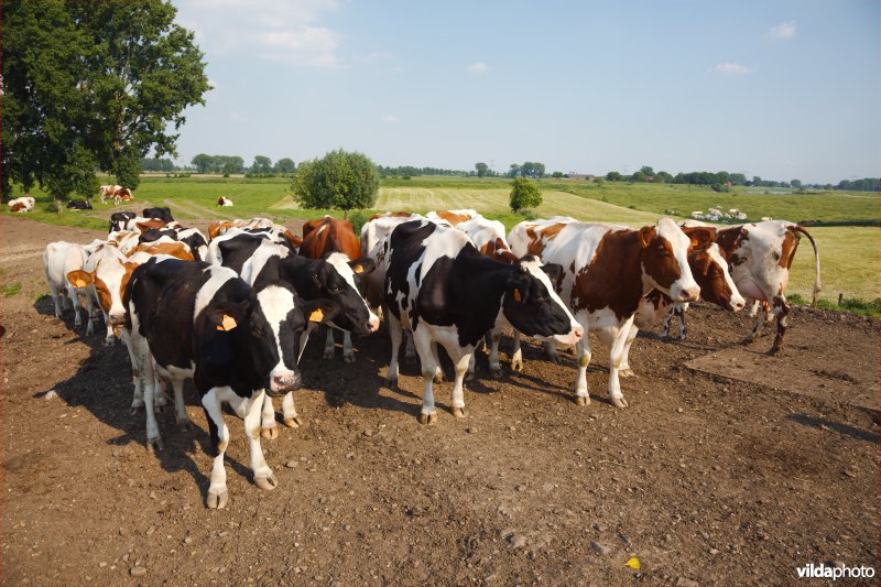 Nieuwsgierige koeien