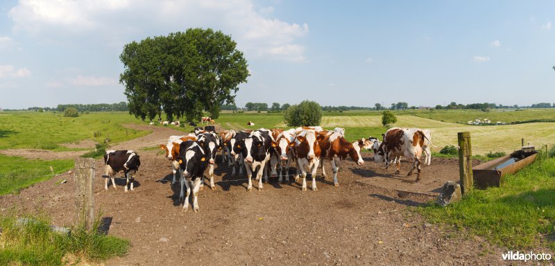 Nieuwsgierige koeien