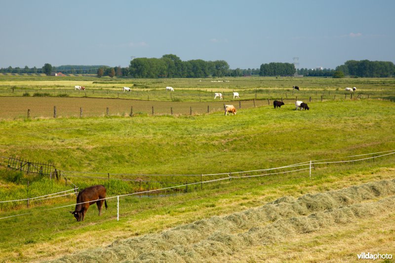 Graslanden in de Maasvallei