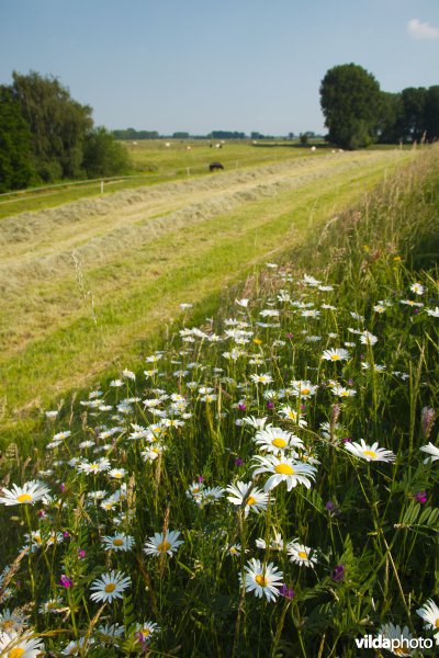 Bloemrijk grasland in de maasvallei