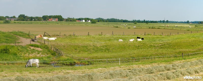 Graslanden in de Maasvallei