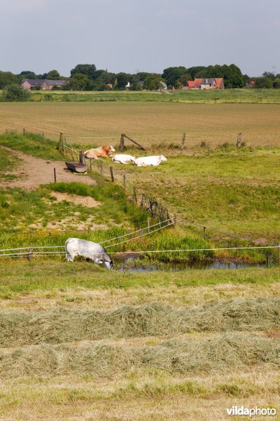 Graslanden in de Maasvallei