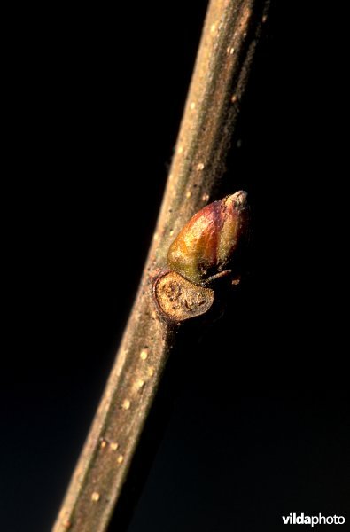 Knop van een robinia