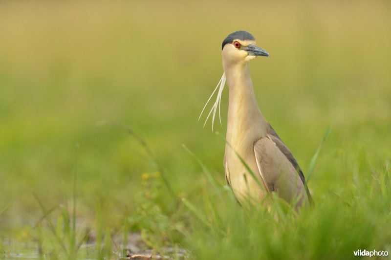 Kwak