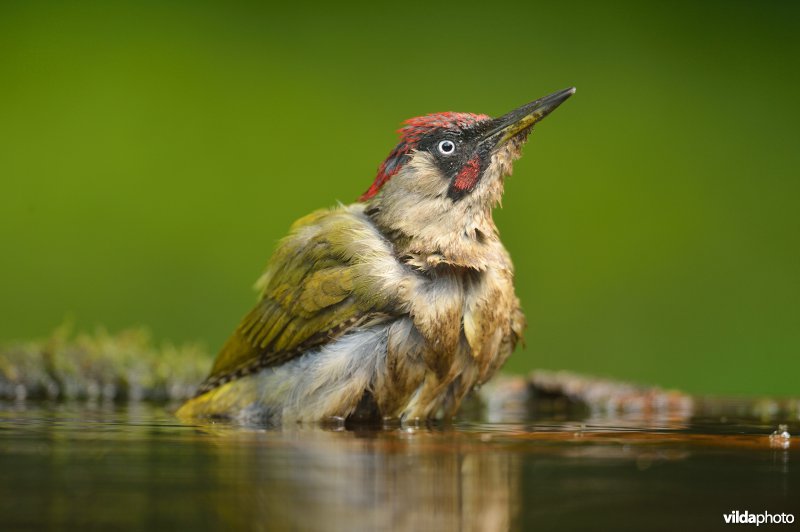 Groene specht komt zich wassen