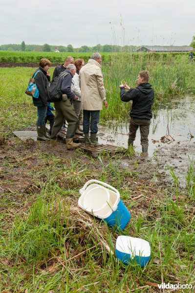 Bijplaatsing larven knoflookpad