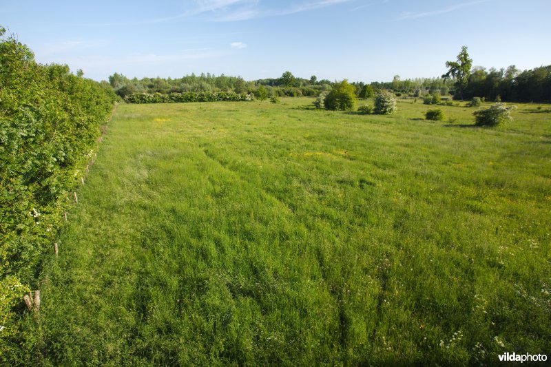 Hooiland in het Doysbroek