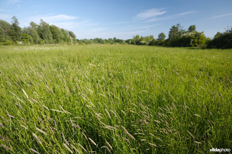 Hooiland in het Doysbroek