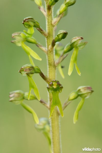 Bloemen van brede keverorchis