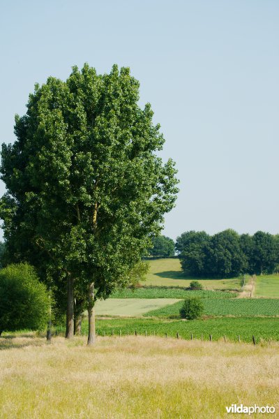 Gevarieerd landbouwlandschap