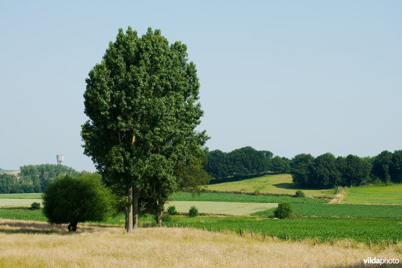 Gevarieerd landbouwlandschap