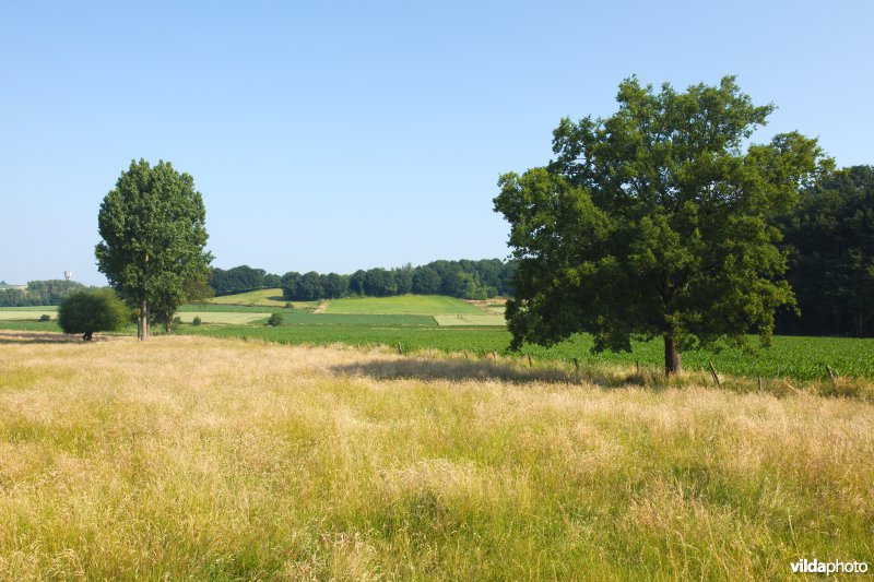 Gevarieerd landbouwlandschap