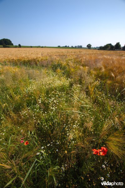 Bloemrijke akkerrand