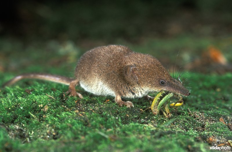 Dwergspitsmuis